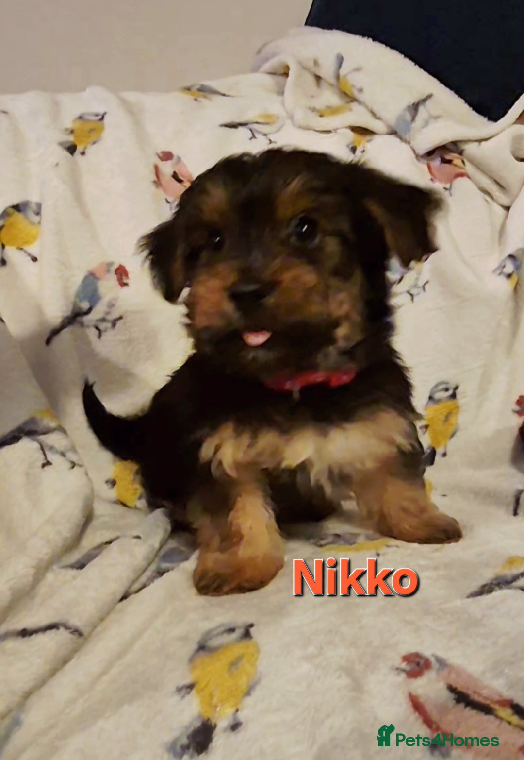 Yorkshire Terrier dogs for sale: 6 GORGEOUS YORKSHIRE TERRIER PUPS. STANDARD SIZE! - Advert 3