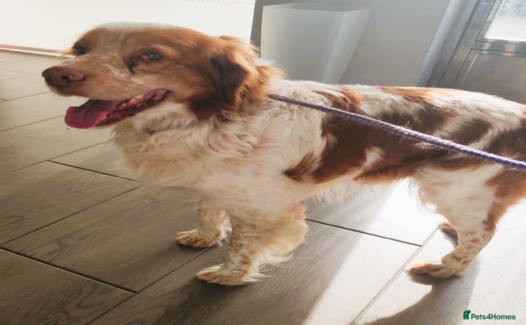 Brittany Spaniel dogs - Advert 1