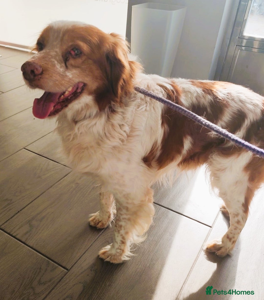 Brittany Spaniel dogs for adoption: Lovely gentleman Rudolph- Camberley Surrey - Image 1