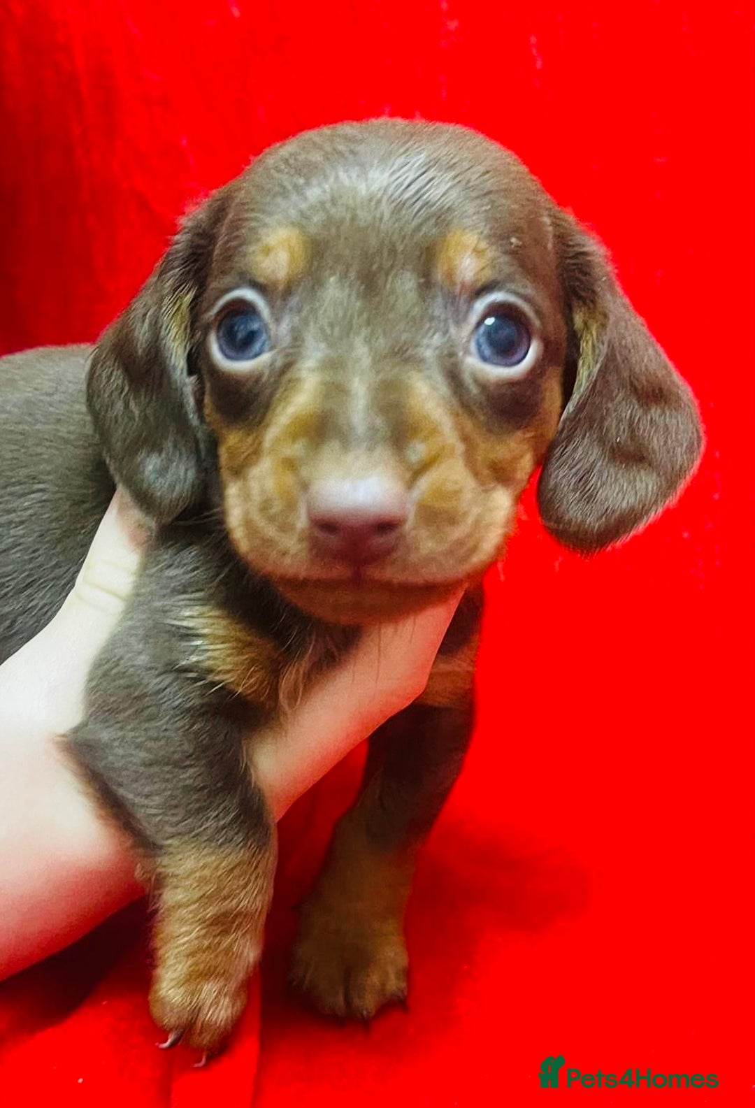 Miniature Dachshund dogs for sale: Miniature dachshunds - Advert 8