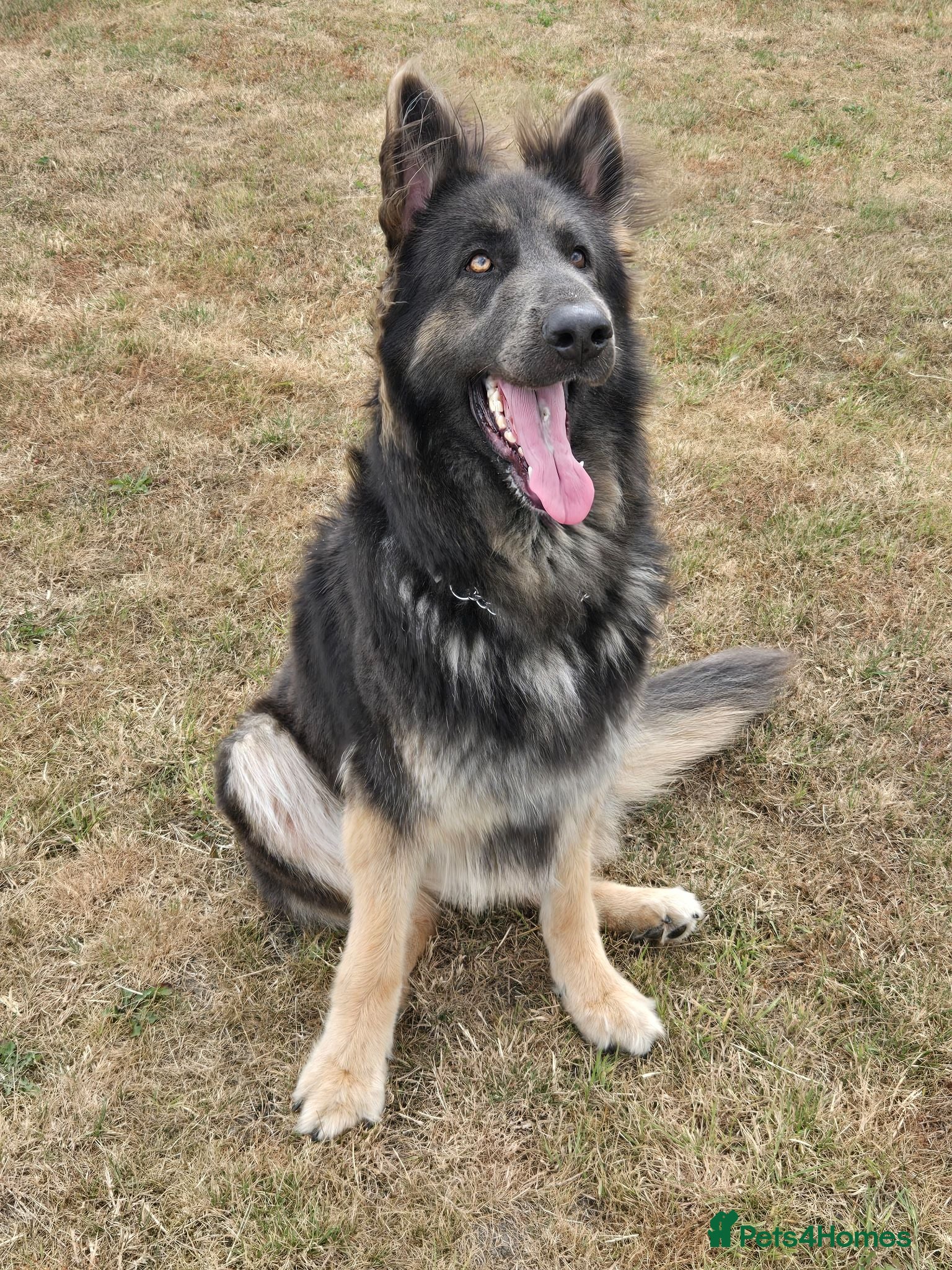 German Shepherd dogs Stunning Blue & Tan GSD female - Advert 1