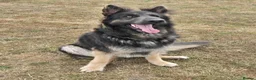 German Shepherd dogs for sale: Stunning Blue & Tan GSD female - Advert 1