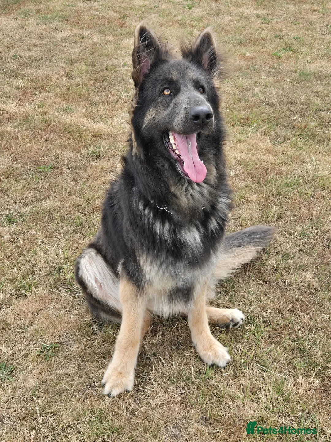 German Shepherd dogs for sale: Stunning Blue & Tan GSD female - Advert 1
