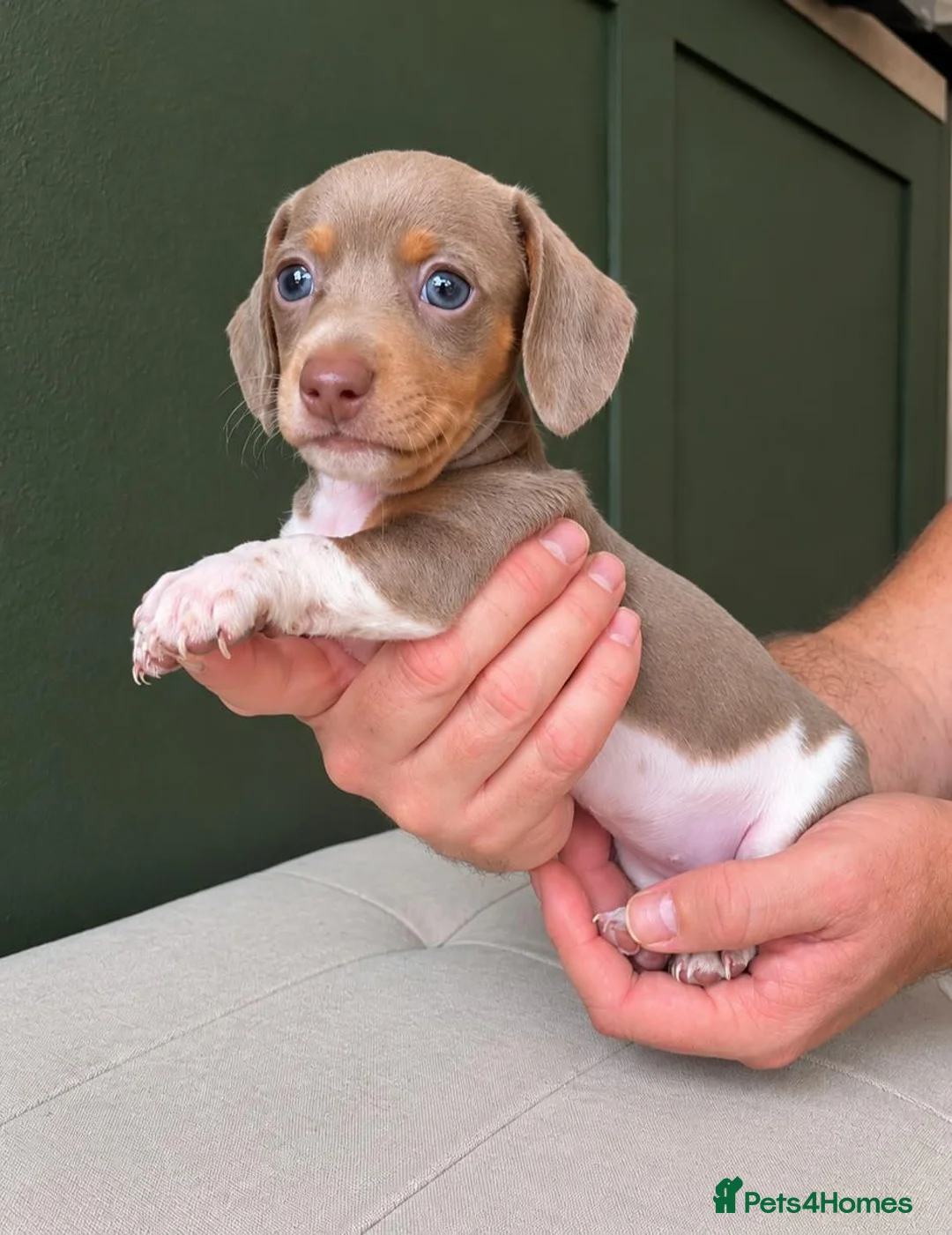 Miniature Dachshund dogs for sale: 🐾 BEAUTIFUL MINIATURE DACHSHUND PUPPIES 🐾 - Advert 5