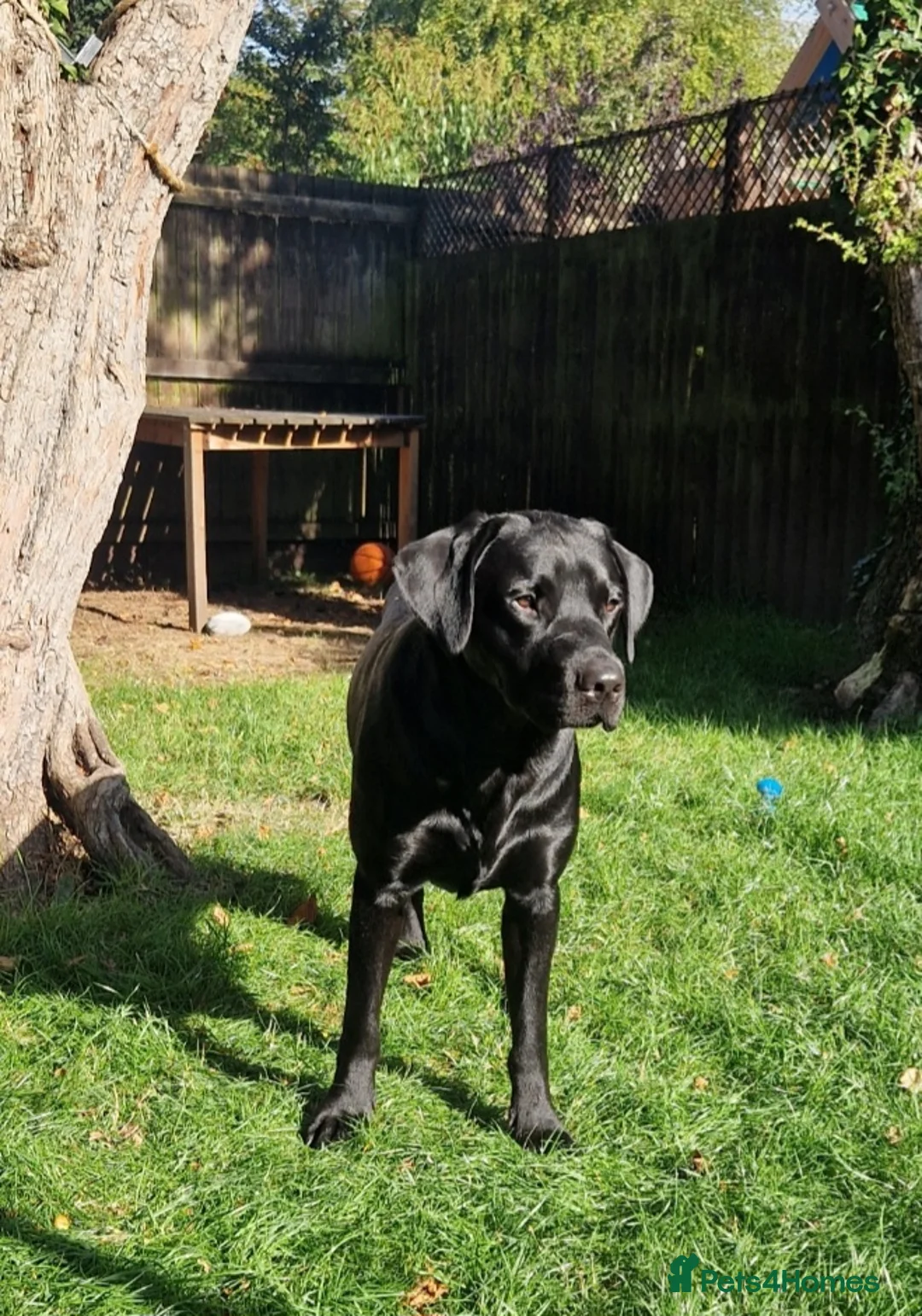 Labrador Retriever dogs for stud: Labrador Ret. 100%-success PROVEN KC/Health tested in Brecon - Advert 29