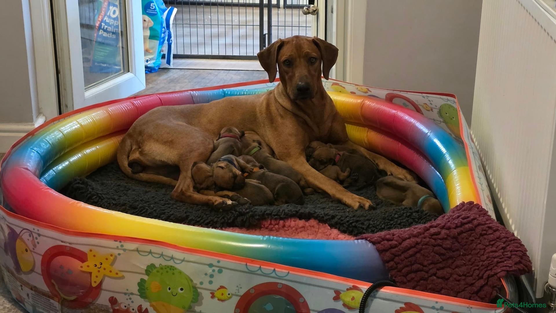 Rhodesian Ridgeback dogs FOR SALE 2 BEAUTIFUL RIDGELESS BOYS - Advert 1