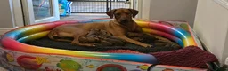 Rhodesian Ridgeback dogs for sale: FOR SALE 2 BEAUTIFUL RIDGELESS BOYS - Advert 1