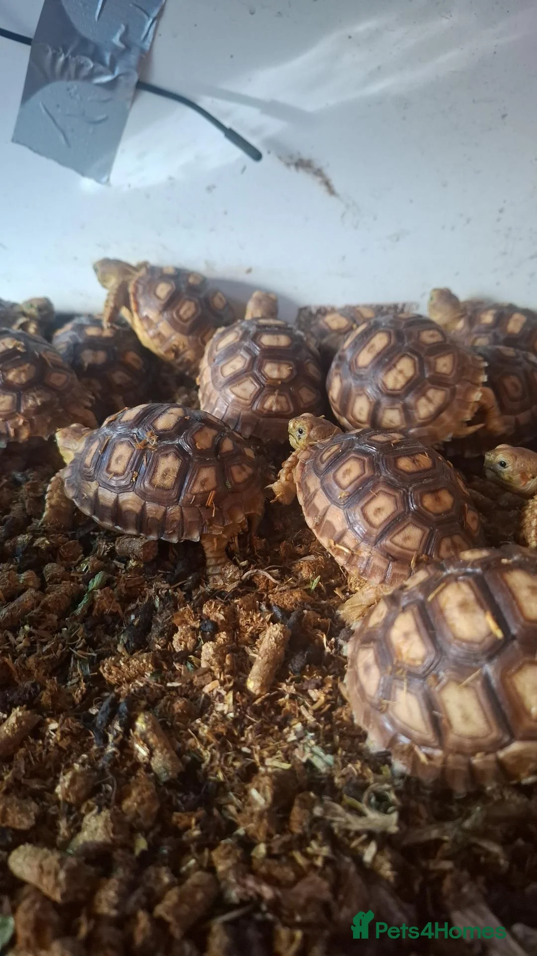 Tortoise reptiles for sale: Sulcata tortoise babies in Norwich - Advert 2