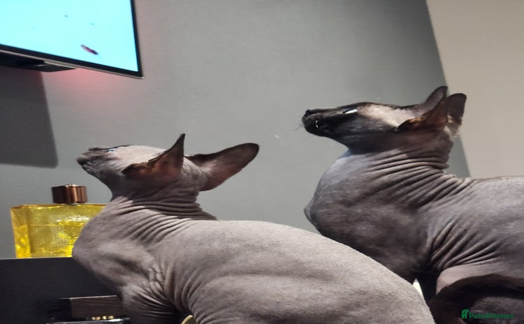 Sphynx cats - Advert 3