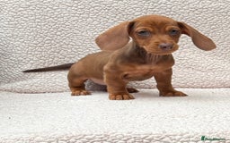 Dachshund dogs for sale: READY NOW  MINIATURE KC REG PRA CLR - Image 4