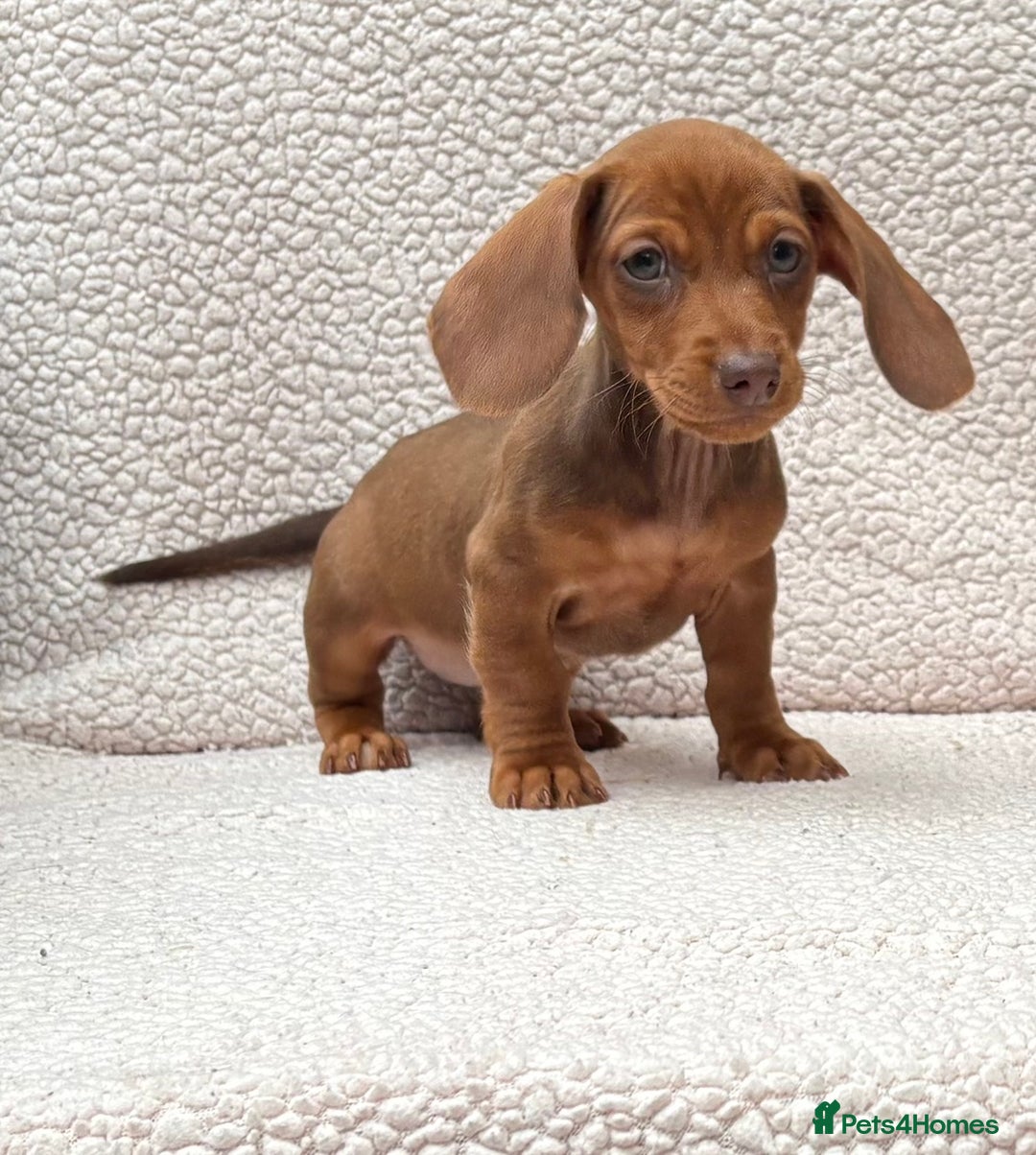 Dachshund dogs for sale: READY NOW  MINIATURE KC REG PRA CLR - Image 4