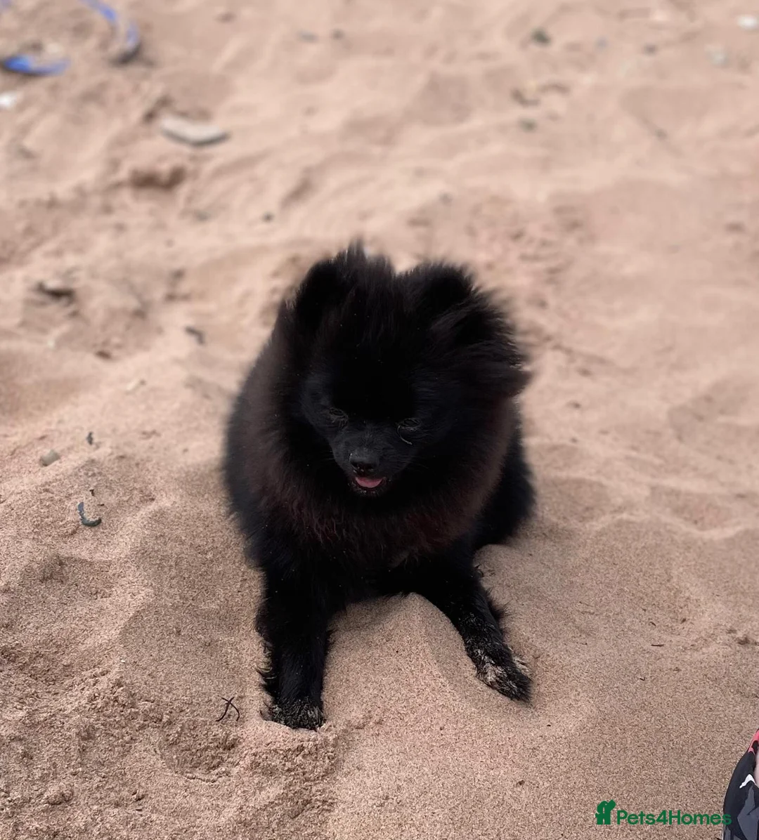 Pomeranian dogs for sale: Pominarian  - Advert 10