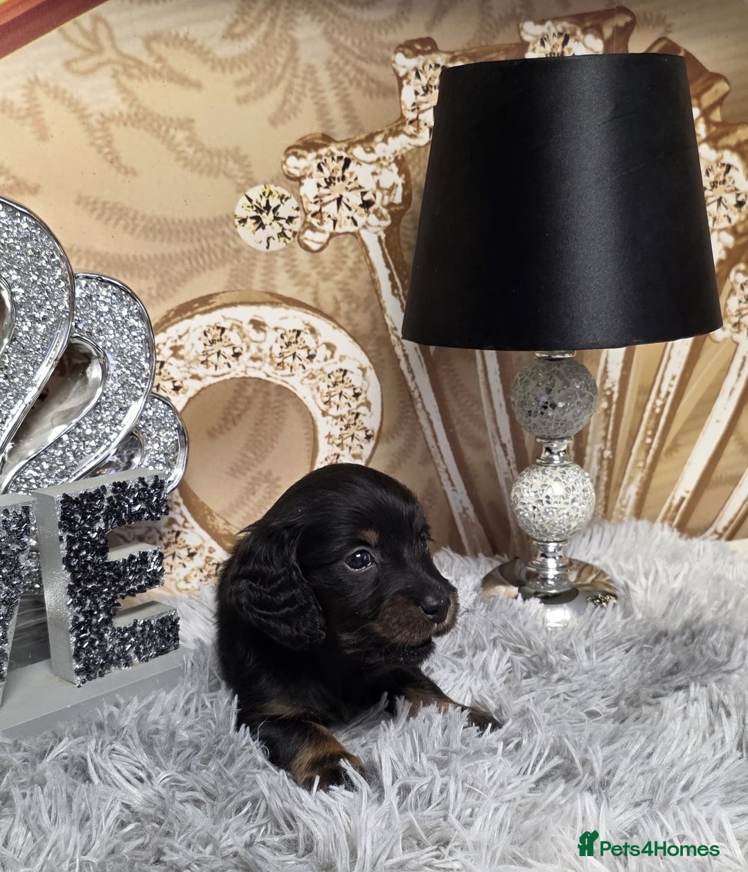 Miniature Dachshund dogs for sale: Adorable KC long coat boys available  - Advert 9