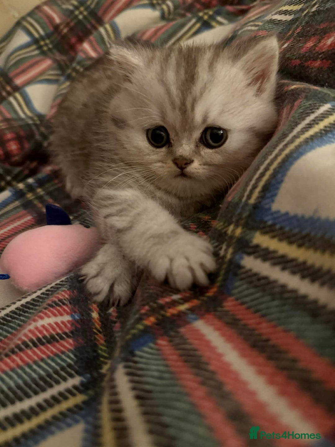 Persian cats for sale: Gorgeous pedigree chinchilla kitten  - Advert 3