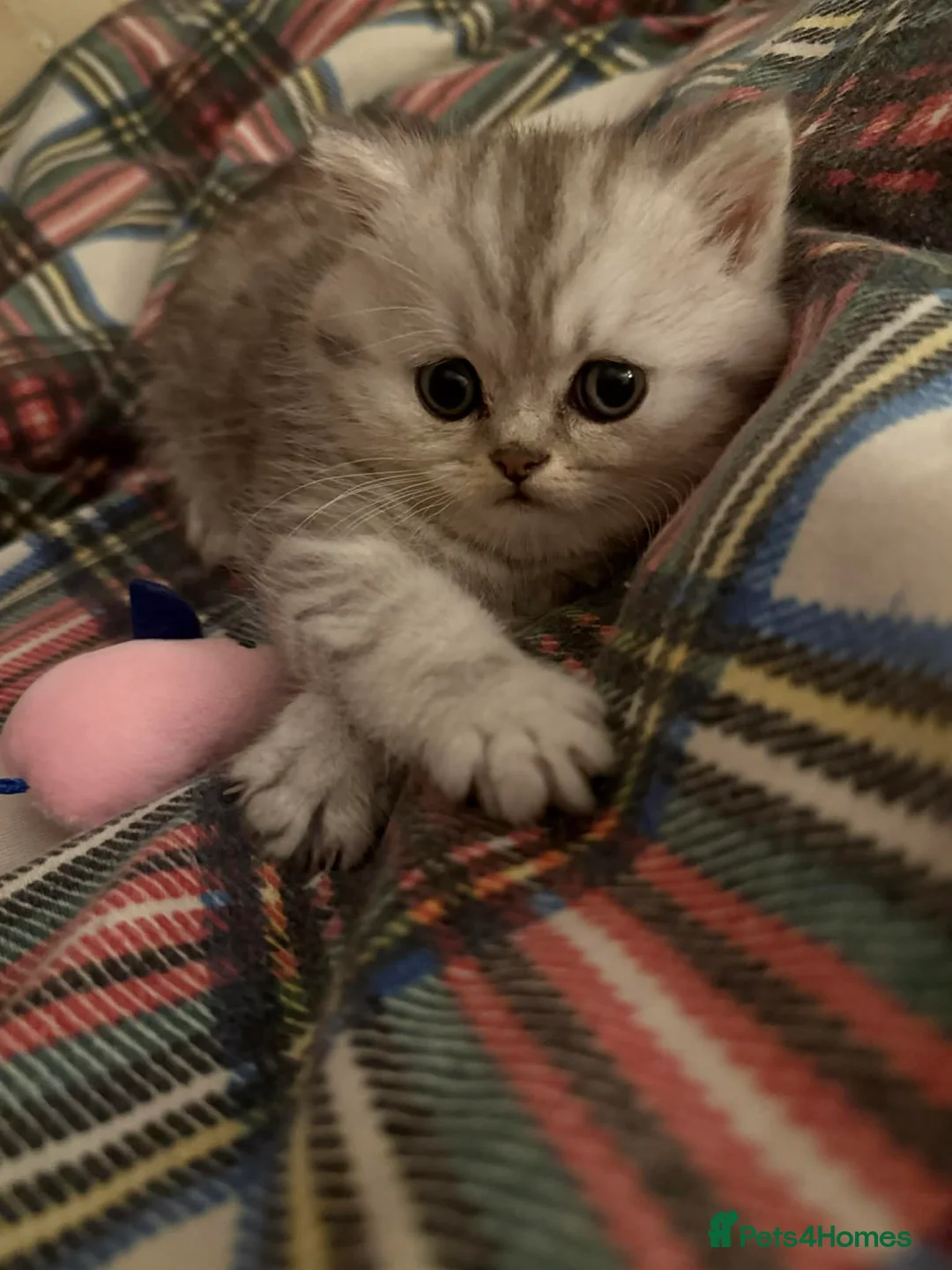 Persian cats for sale: Kitten Sold - Advert 11