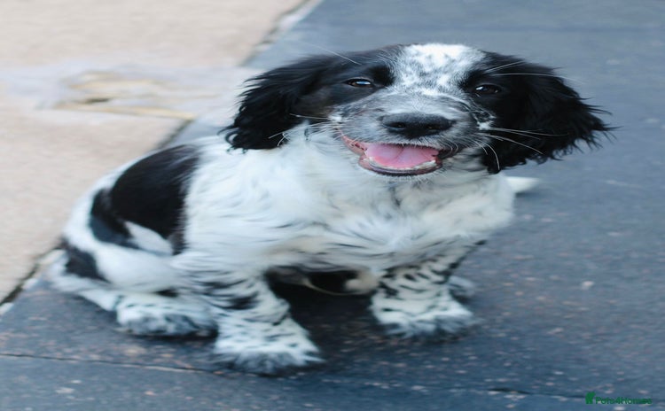 Sprocker dogs - Advert 1
