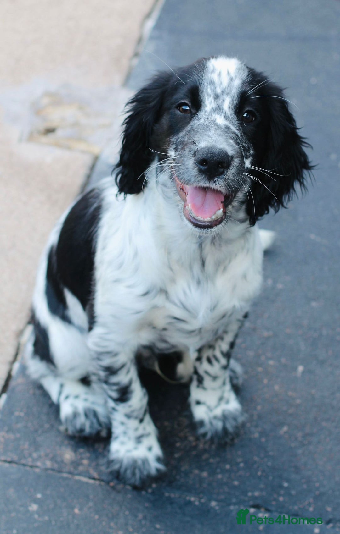 Sprocker dogs for sale: F1 SPROCKER.  - Image 1