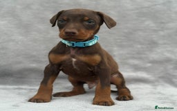 Dobermann dogs for sale: Kc Reg.European Blood lines Doberman Puppies - Image 13