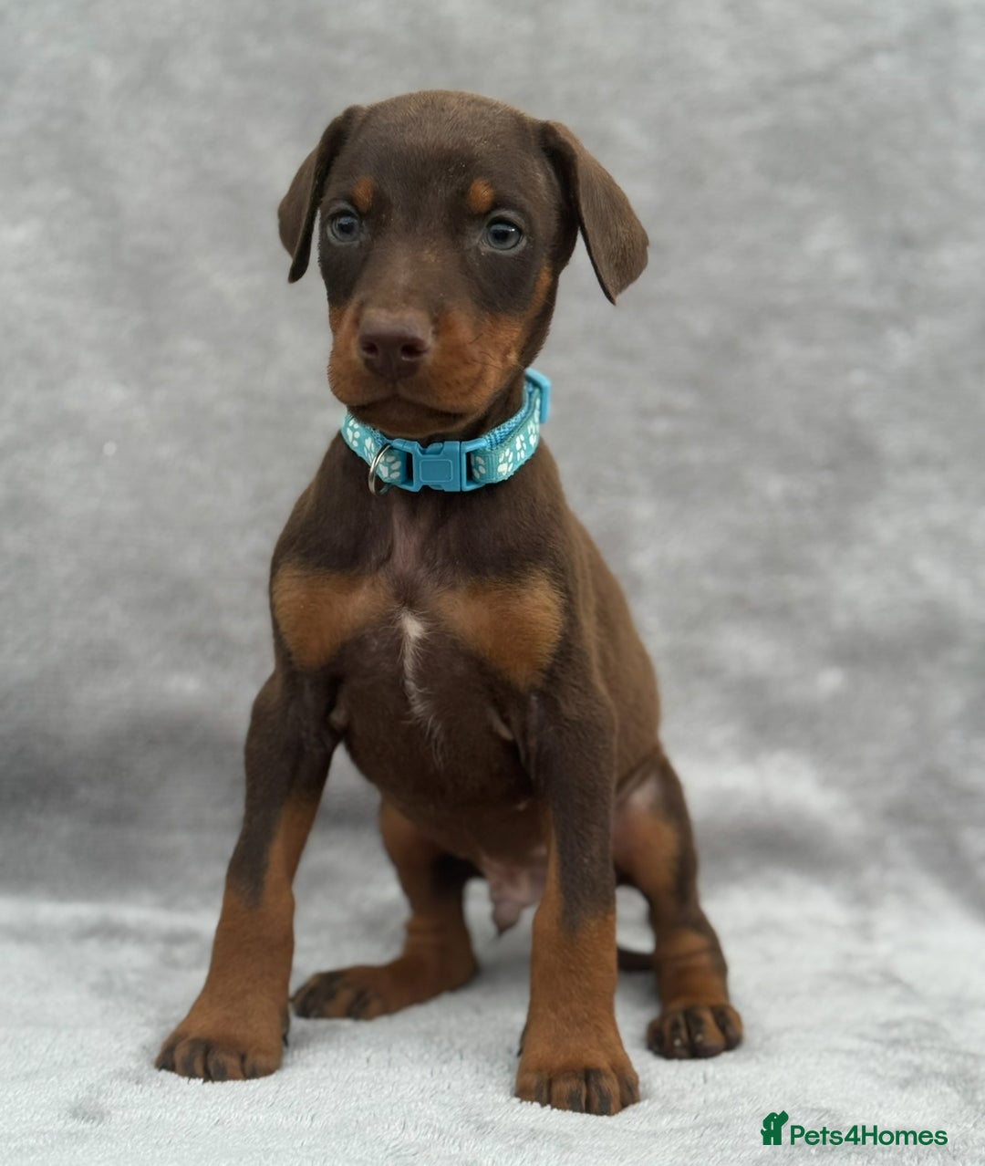 Dobermann dogs for sale: Kc Reg.European Blood lines Doberman Puppies - Image 13