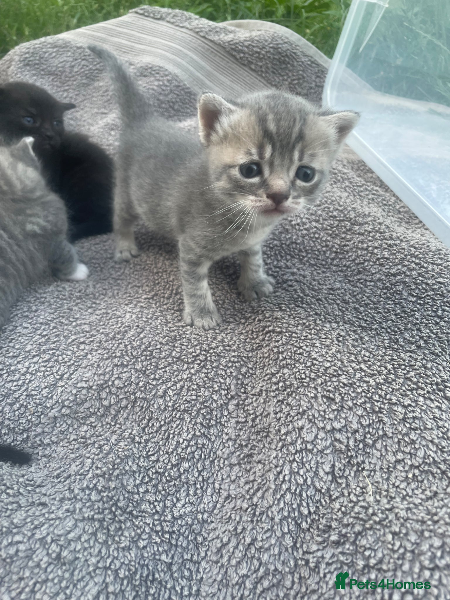 British Shorthair cats for sale: Gorgeous British Shorthair x Bengal kittens in Cheddar - Advert 5