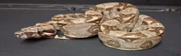Boa Snake reptiles for sale: Baby Female Boa constrictors  - Advert 8