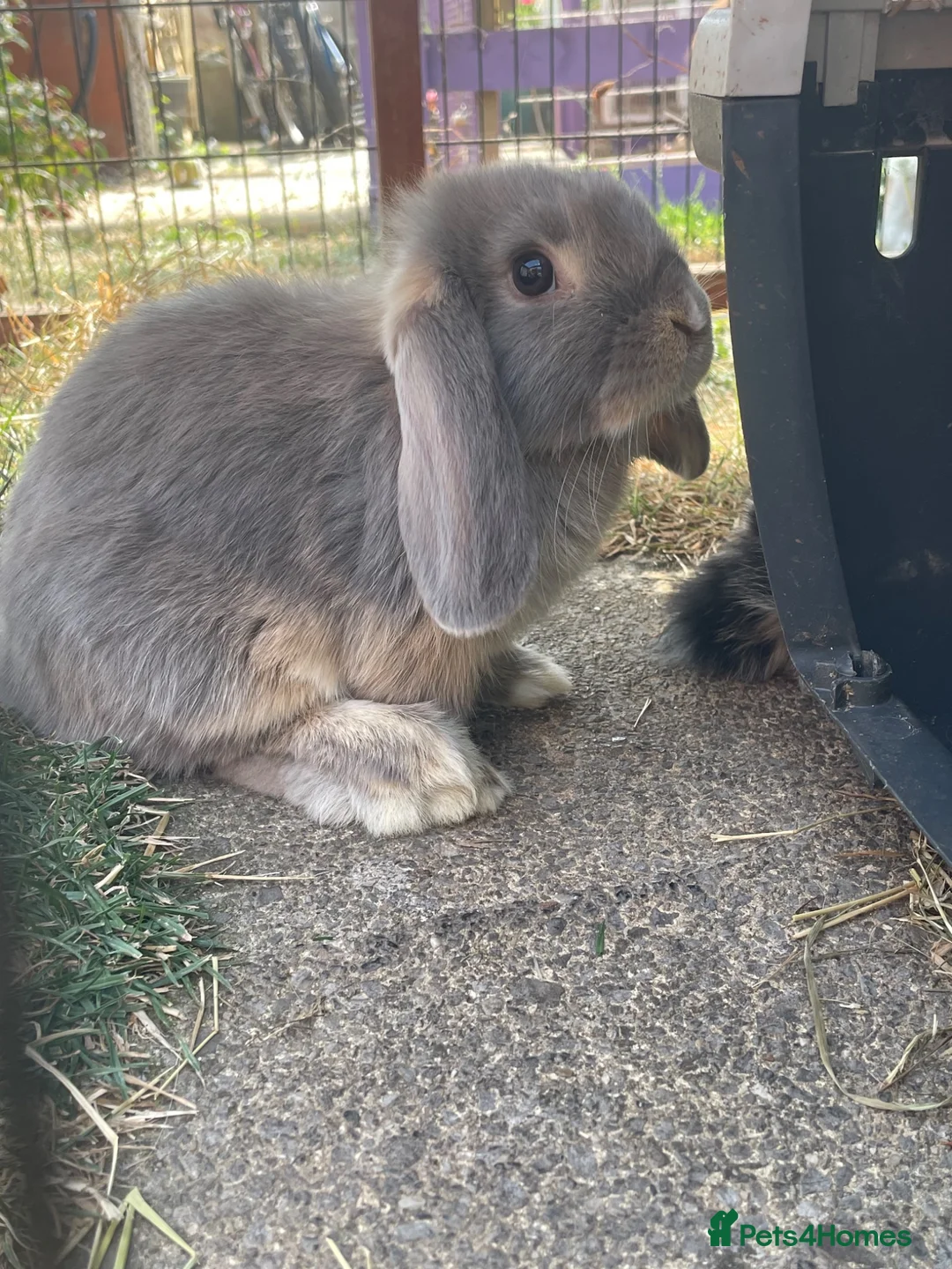 Mini Lop rabbits for sale: Mini lops does for sale  - Advert 1