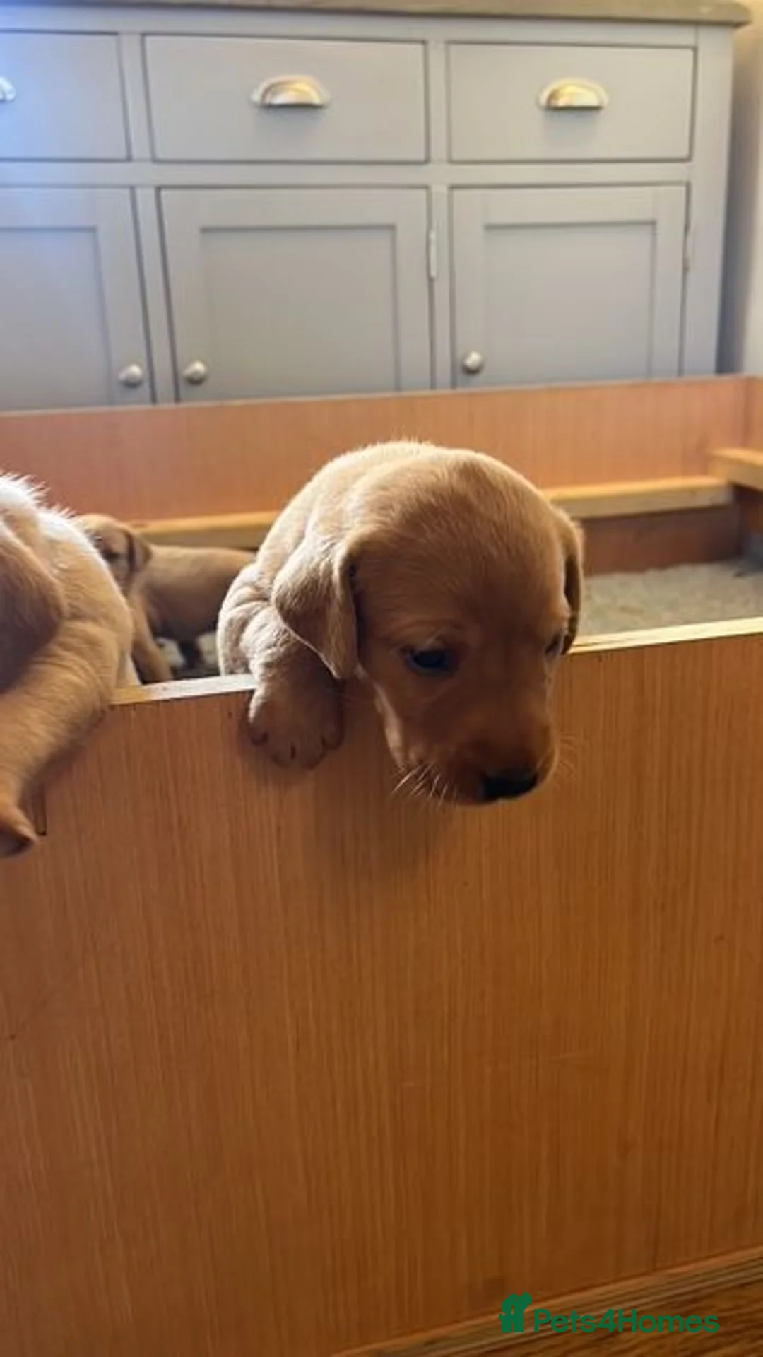 Labrador Retriever dogs for sale: KC registered Fox Red Labrador Puppies in Whitchurch - Advert 2