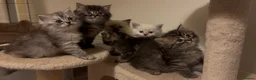 Persian cats for sale: Persian-Ragdoll Kittens - Affectionate and Fluffy - Advert 19
