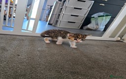 Domestic Shorthair cats for sale: 1 Beautiful Girl Kitten left (ready to leave) - Image 10