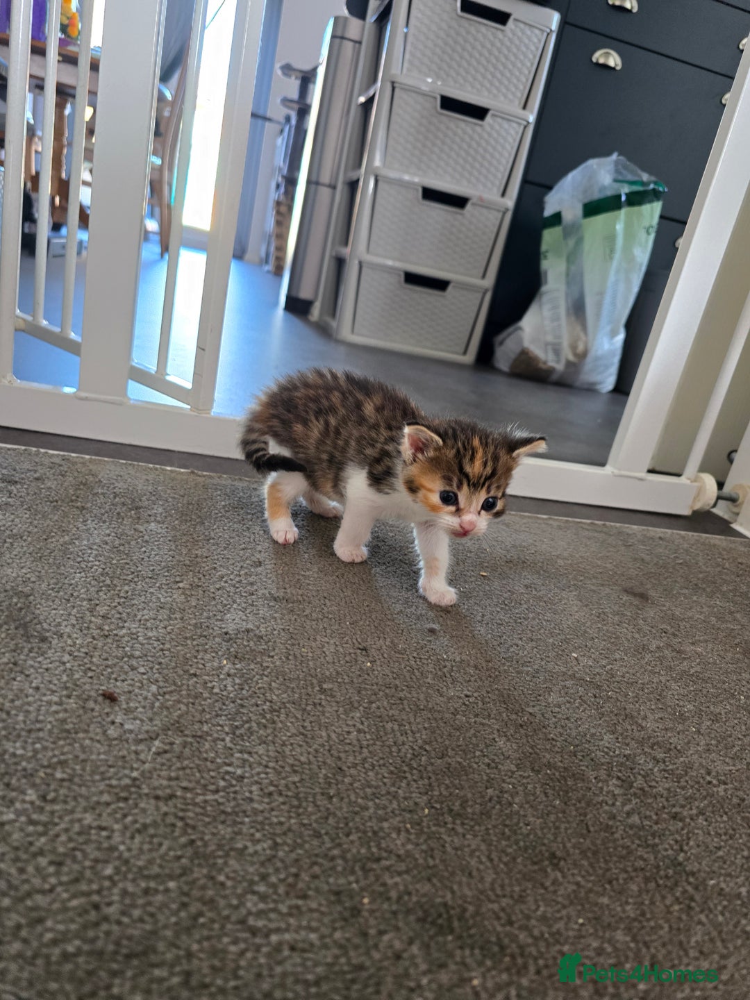 Domestic Shorthair cats for sale: 1 Beautiful Girl Kitten left (ready to leave) - Image 10
