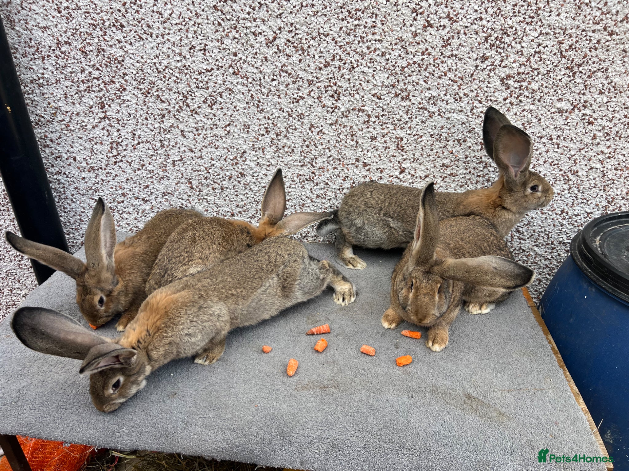 Continental Giant rabbits Giant continental  - Advert 2