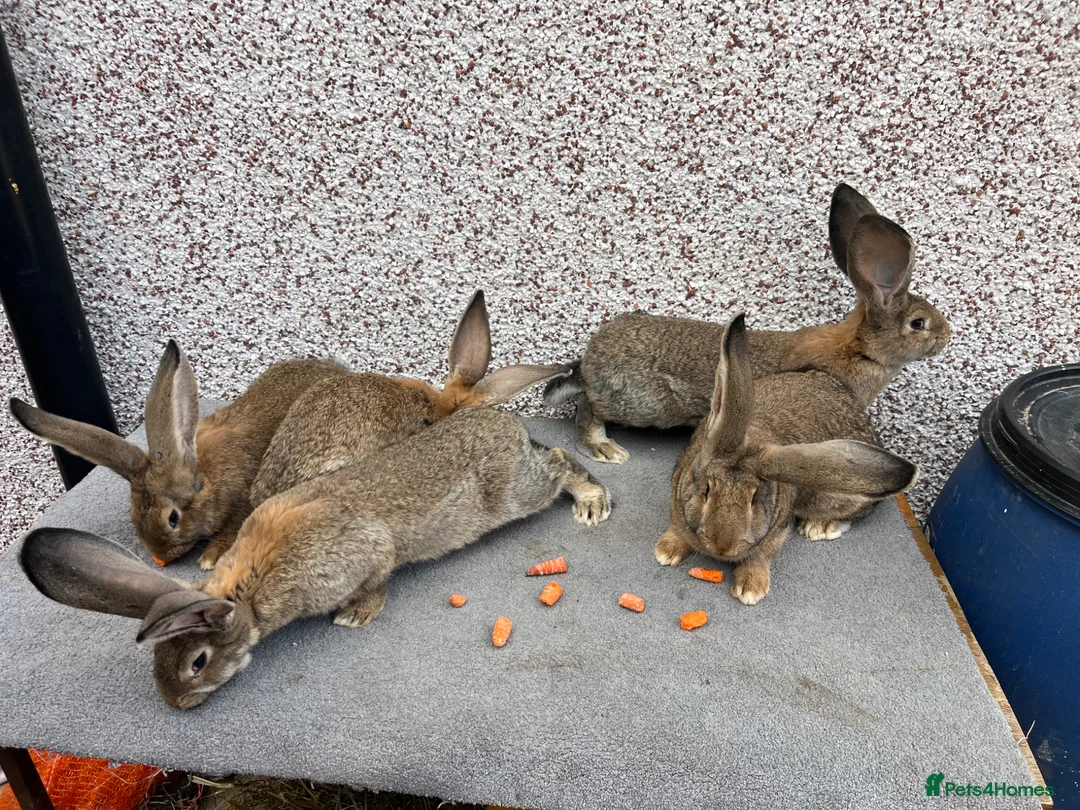 Continental Giant rabbits for sale: Giant continental  - Advert 2