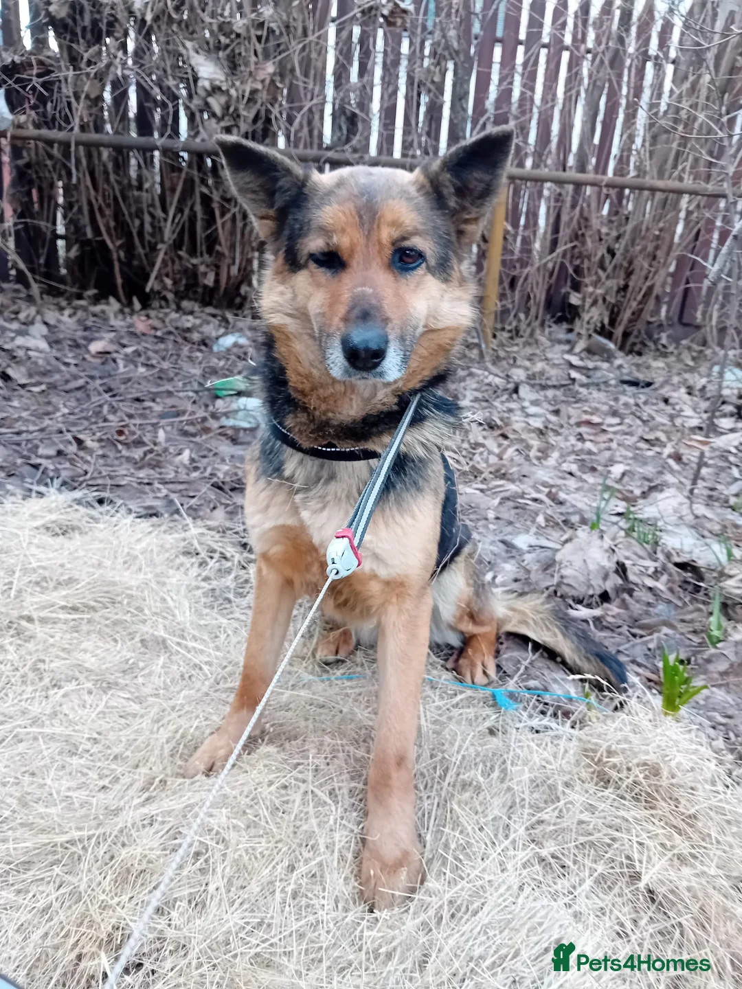 Mixed Breed dogs for adoption: Saved from traffic, now ready for a Loving Home in Nottingham - Advert 5