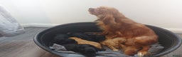 Cavapoo dogs for sale: F1 Cavapoo puppies  - Advert 15