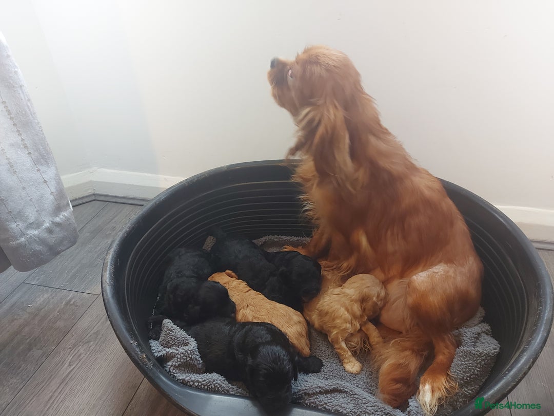 Cavapoo dogs for sale: F1 Cavapoo puppies  - Advert 15