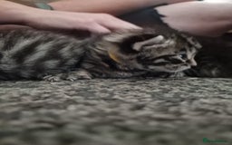 Maine Coon cats for sale: Maine coon cross munchkin kittens for sale in Cramlington - Image 14