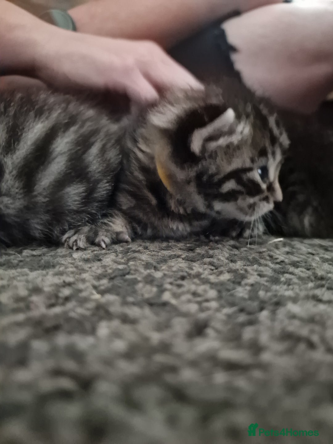 Maine Coon cats for sale: Maine coon cross munchkin kittens for sale in Cramlington - Image 14