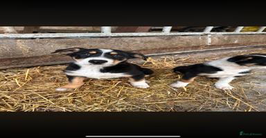 Welsh Collie dogs - Advert 6