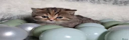 British Shorthair cats for sale: Golden Registered British shorthair kittens  - Advert 6