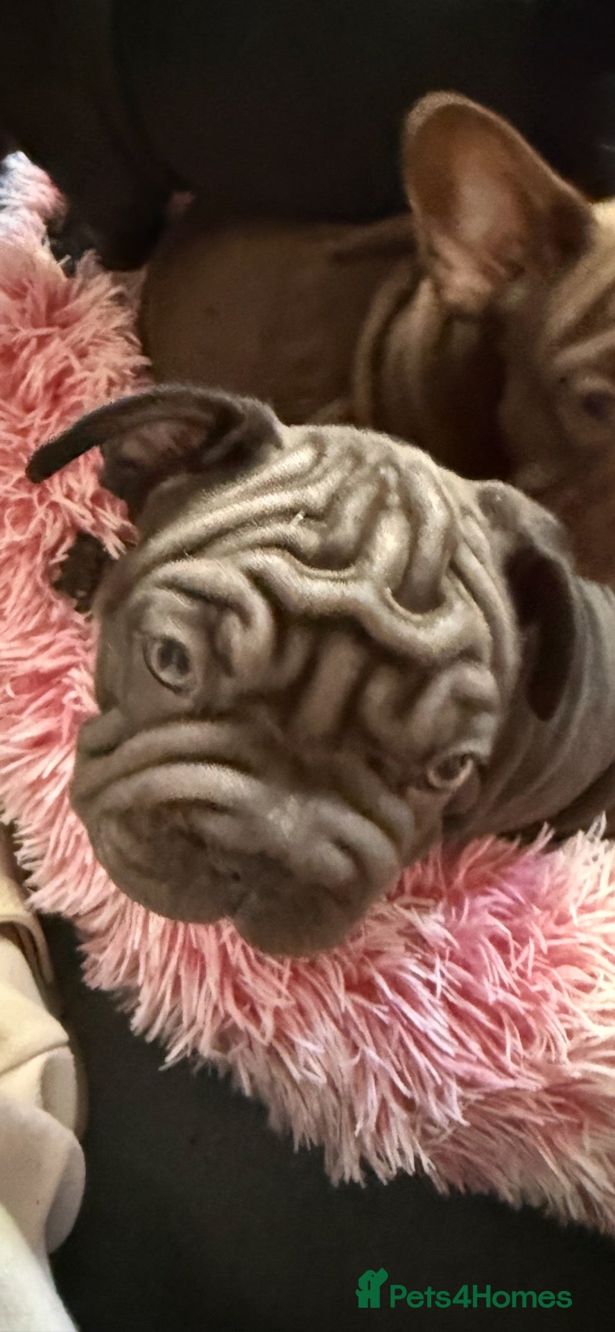 French Bulldog dogs 🐾Amazing French Bulldog Puppies🐾 - Advert 4