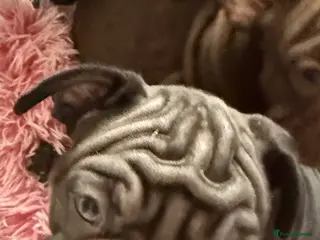 French Bulldog dogs 🐾Amazing French Bulldog Puppies🐾 - Advert 4