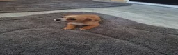 Chihuahua dogs for sale: Chihuahua puppies  - Advert 2