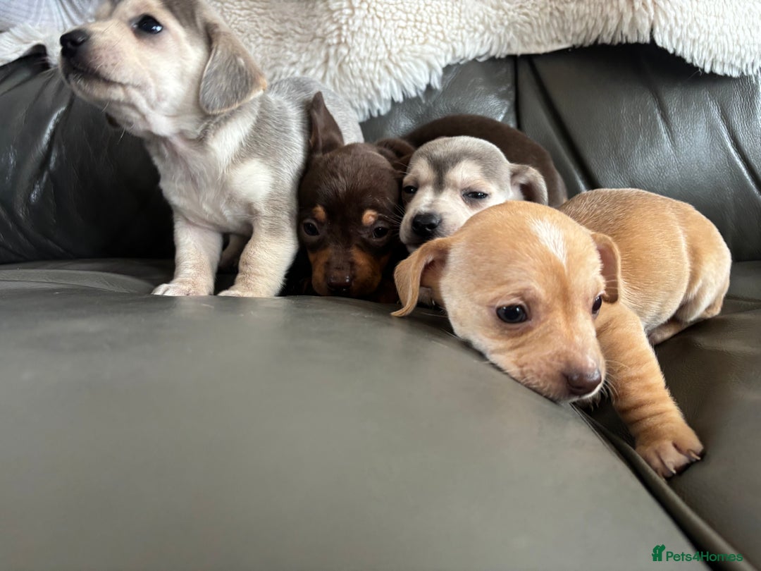 Chiweenie dogs for sale: CHIWEENIE PUPS READY 10TH NOVEMBER  - Image 25