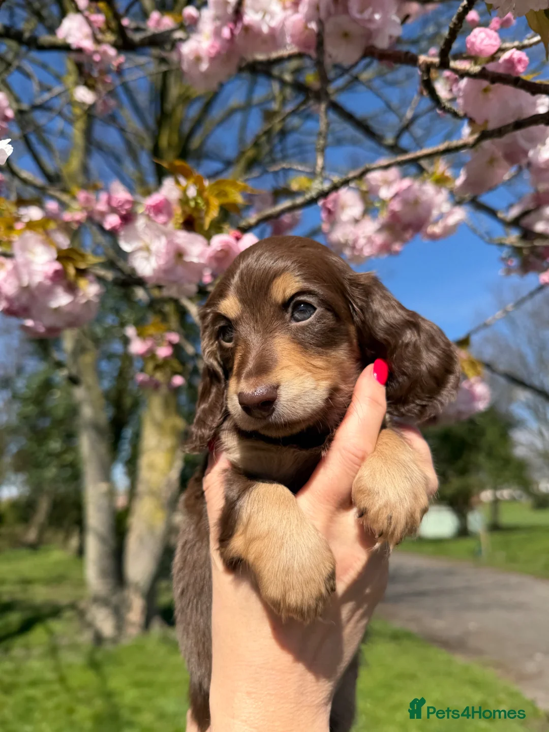 Miniature Dachshund dogs for sale:  Chocolate long hair dapples  - Advert 2
