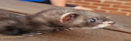 Ferret rodents for sale: Ferret Kits for sale  - Advert 2
