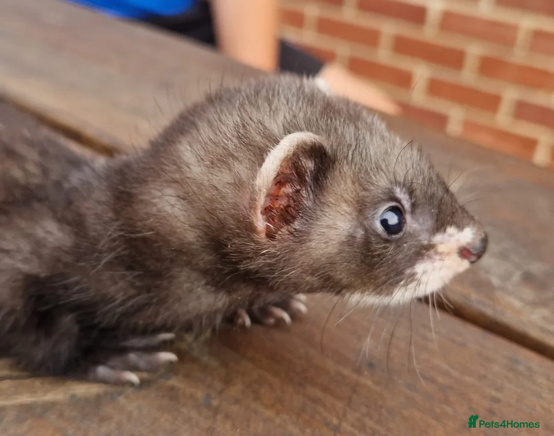 Ferret rodents for sale: Ferret Kits for sale  - Advert 2