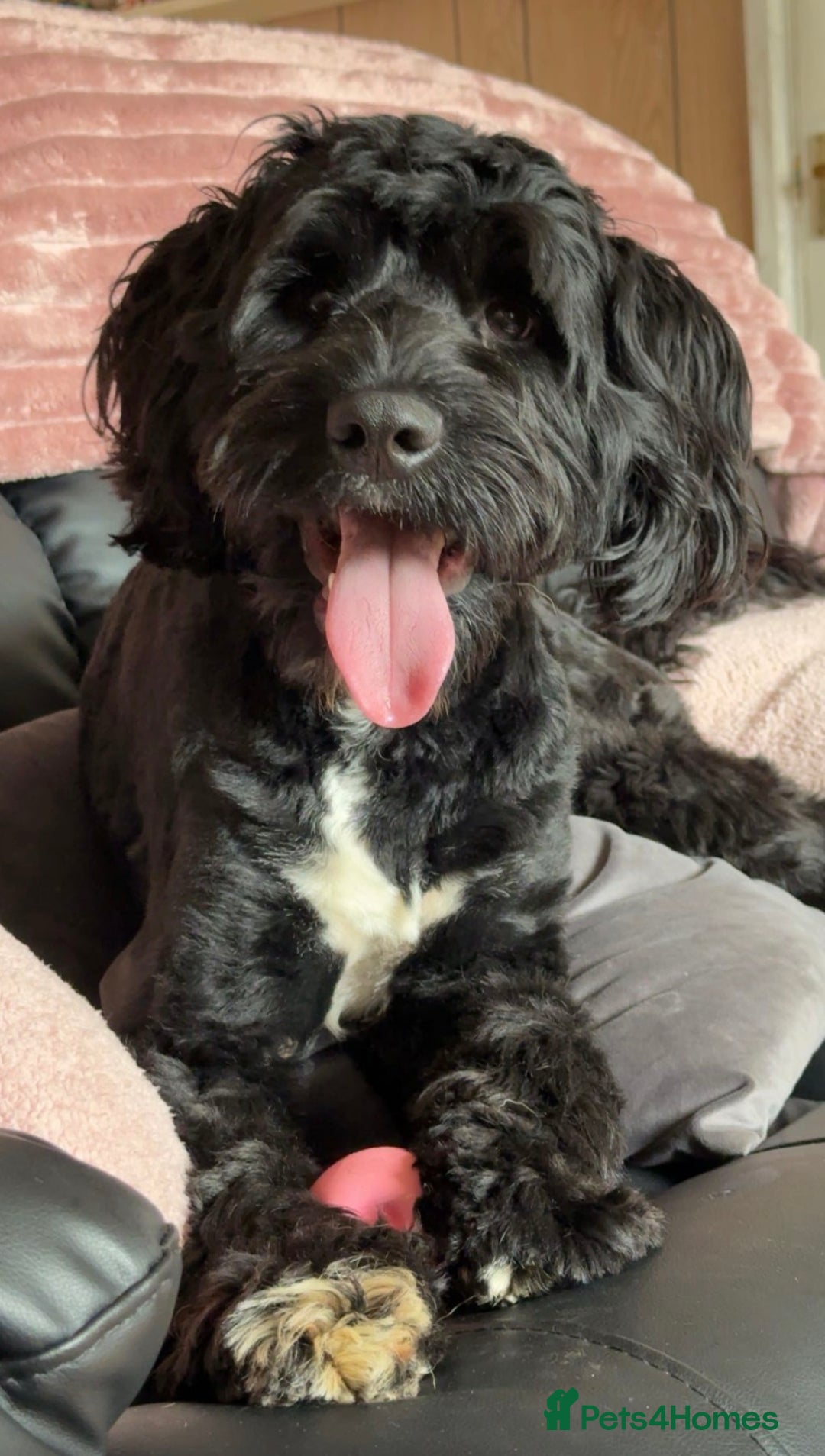 Cockapoo dogs for sale: Male Cockapoo for sale - Advert 1