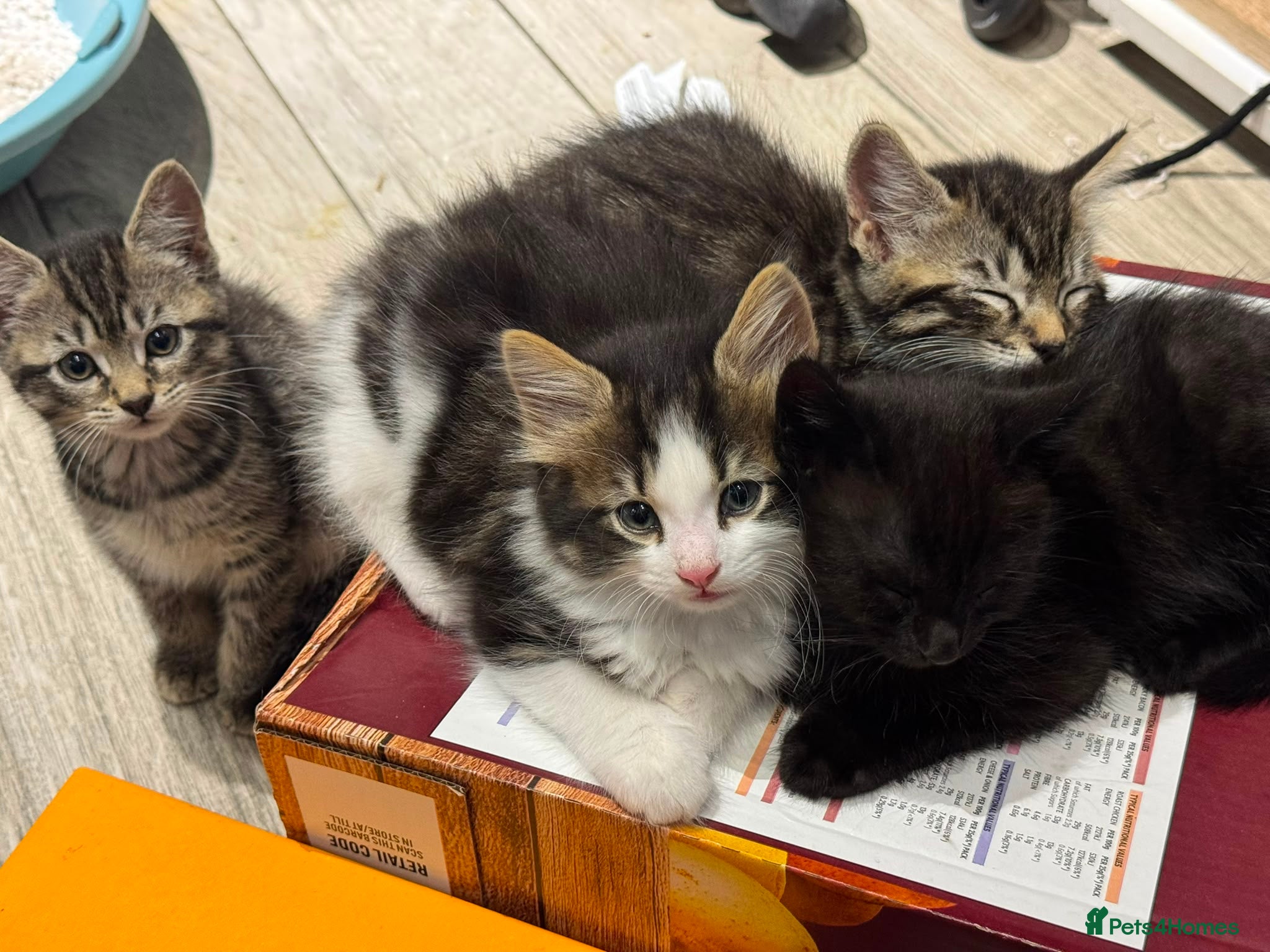 Domestic Shorthair cats Playful Tabby Kittens Ready - Advert 16