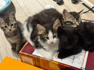 Domestic Shorthair cats Playful Tabby Kittens Ready - Advert 16