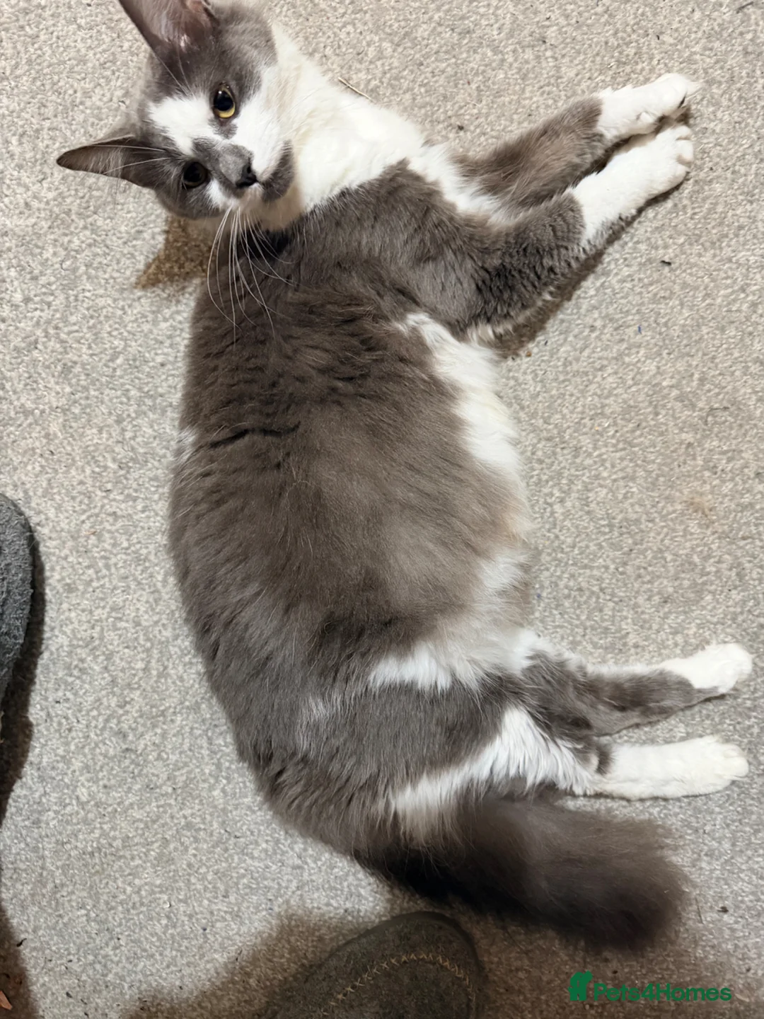 Mixed Breed cats for sale: 6 kittens for sale - Advert 2